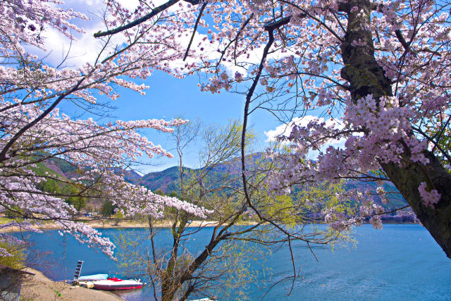 春の河口湖・湖畔の風景