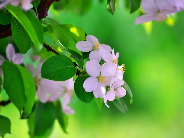 散歩道の花たち