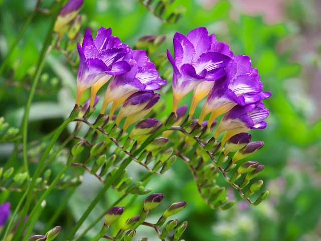 散歩道の花たち