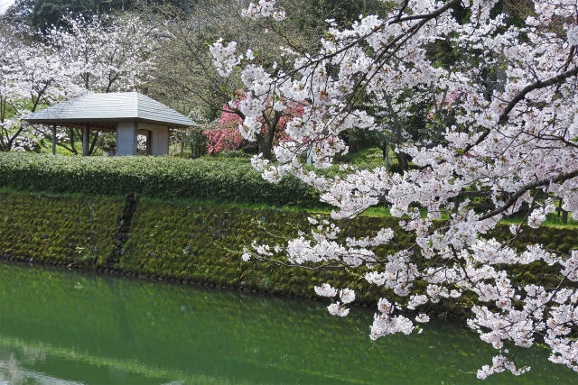 お堀端の桜12