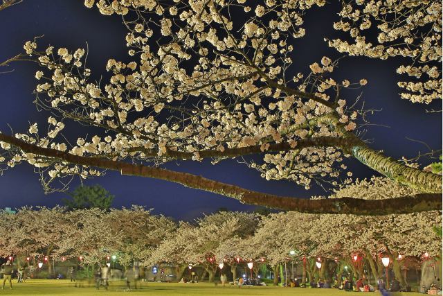 高岡古城公園の夜桜