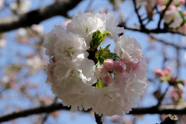 通り抜けの桜・蘭蘭