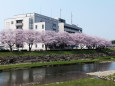 市役所の桜
