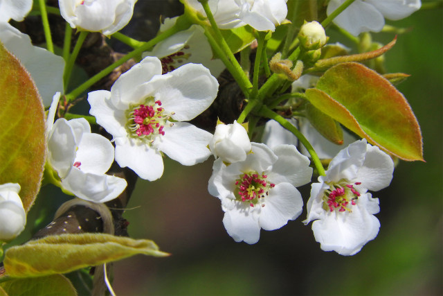 梨の花