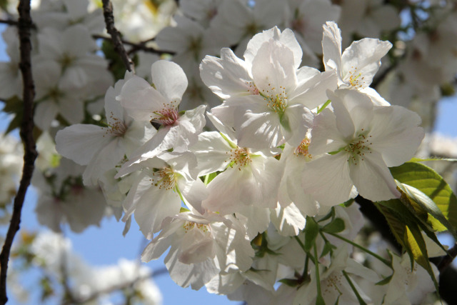 通り抜けの桜・駒繋