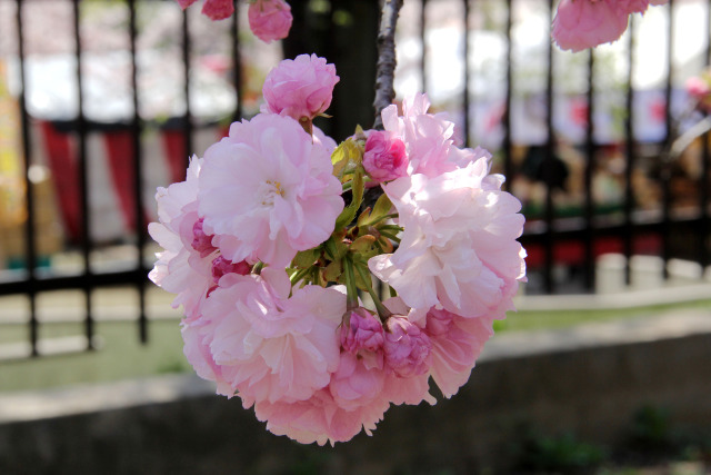 通り抜けの桜・紅手毬