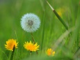 春の象徴タンポポの花