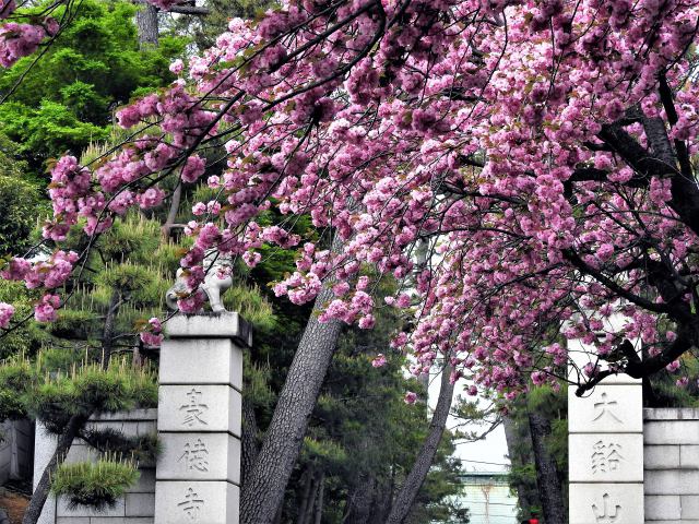 山門の八重桜