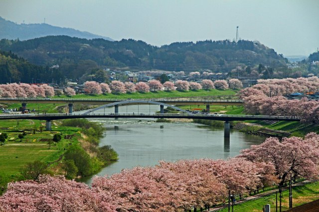 白石川堤一目千本桜