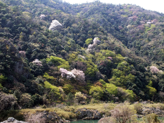 新緑と桜