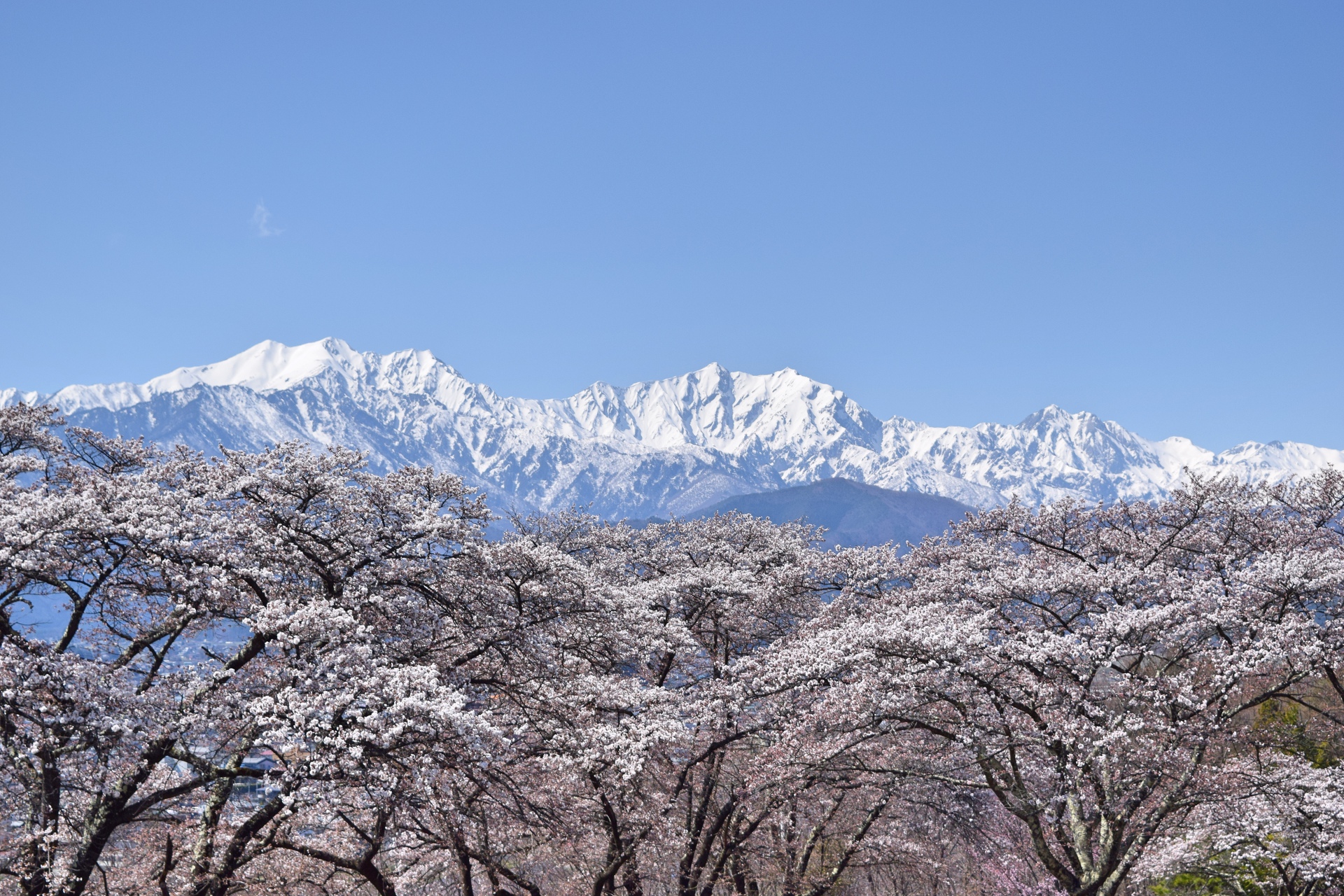 日本の風景 桜と北アルプス 壁紙1920x1280 壁紙館