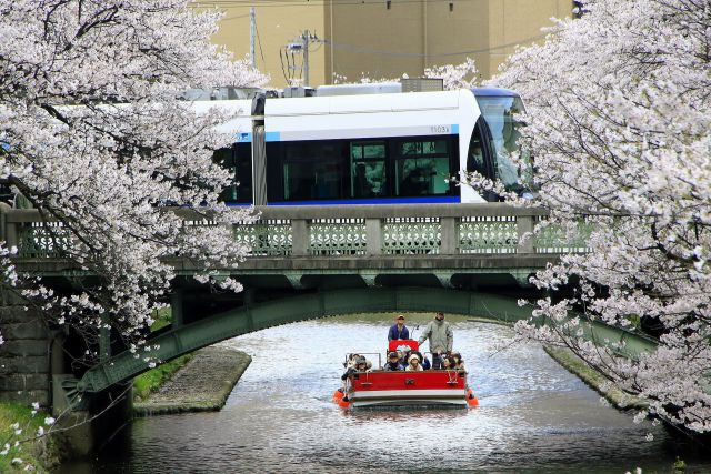 松川の桜