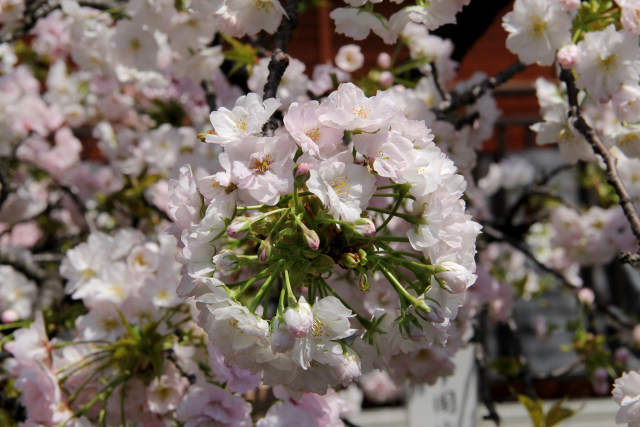 通り抜けの桜・法明寺