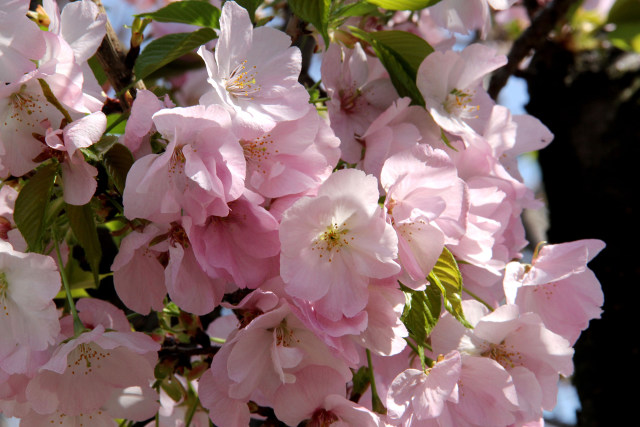 通り抜けの桜・桐ヶ谷