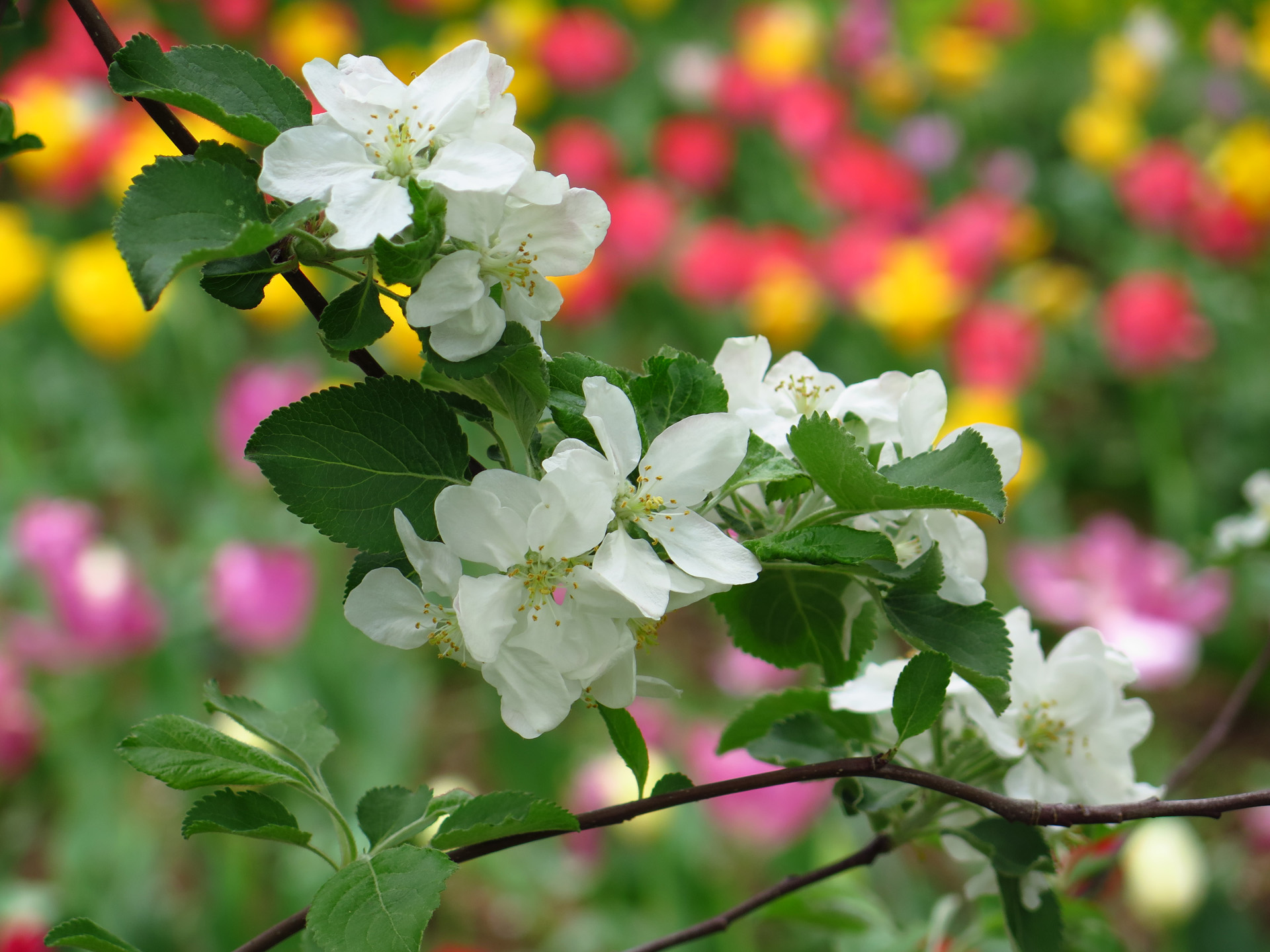 花 植物 りんごの花 壁紙19x1440 壁紙館