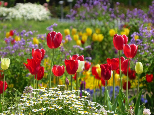 花満開の中のチューリップ