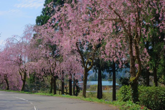 山竹田の枝垂れ桜 #6