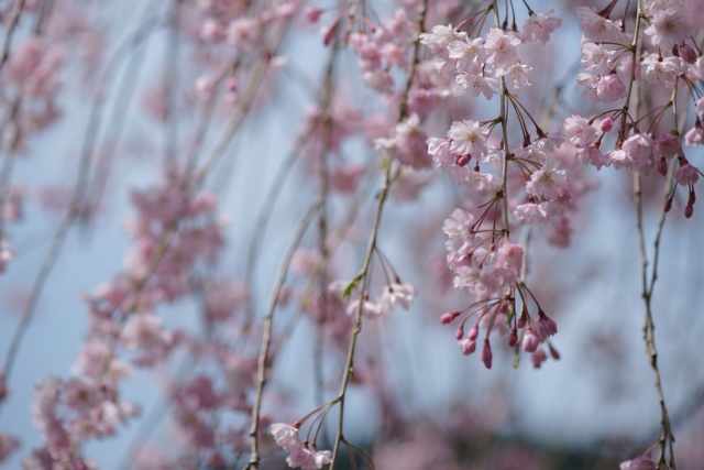 山竹田の枝垂れ桜 #8