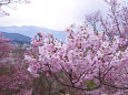 高遠の桜