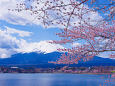 河口湖畔から富士山と桜