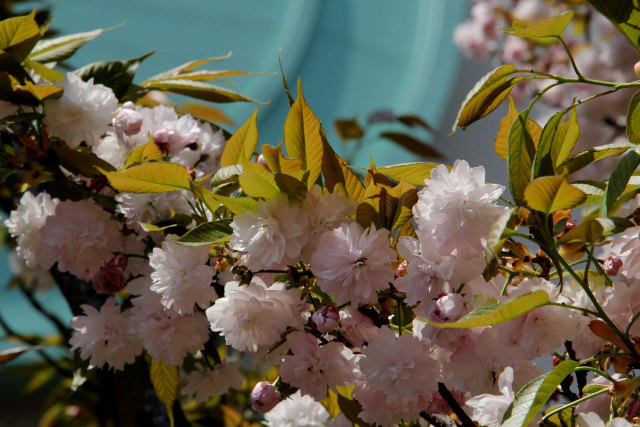 通り抜けの桜・二度桜