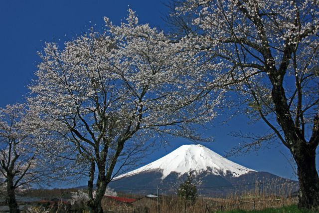 遅い桜と富士