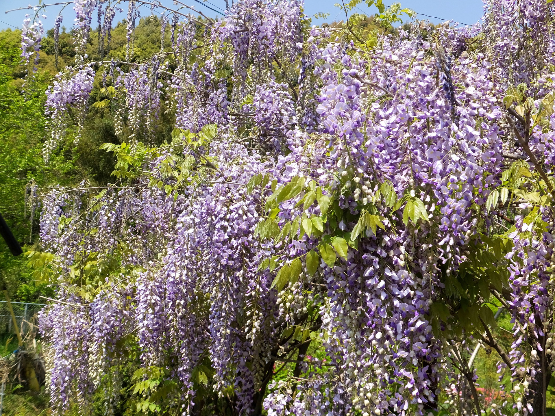 花 植物 山の公園に咲いていた藤の花 壁紙19x1440 壁紙館