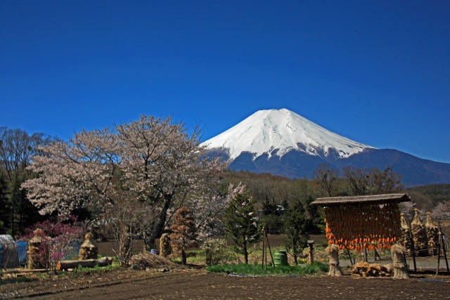 忍野の富士山