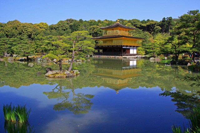 新緑の金閣寺