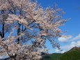 小学校の桜