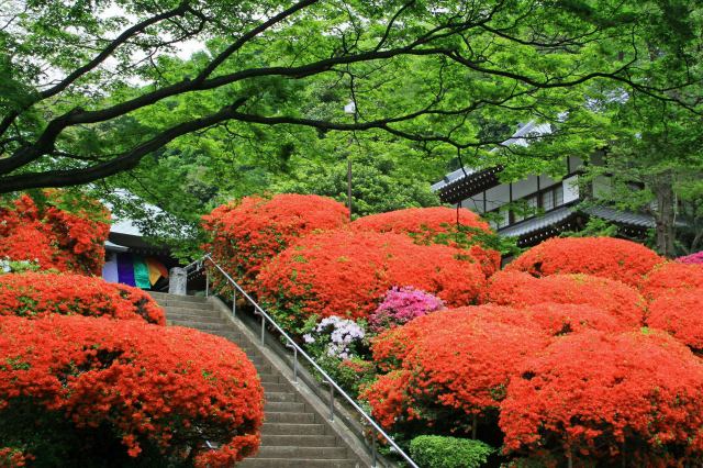 つつじ寺