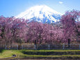 富士山としだれ桜