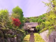 八重桜の咲く寺