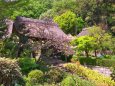 八重桜の咲く寺