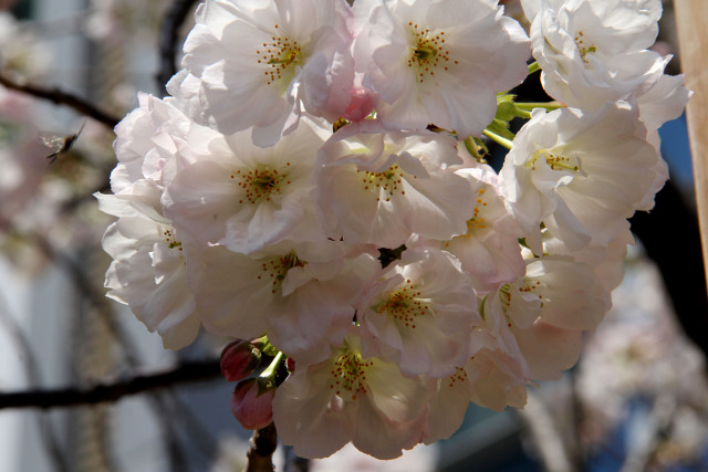 通り抜けの桜・手毬