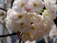 通り抜けの桜・手毬