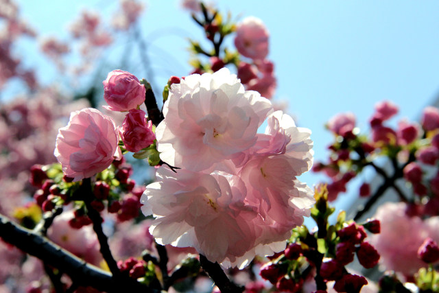 通り抜けの桜・千里香