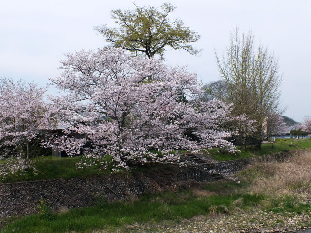 河川敷の桜