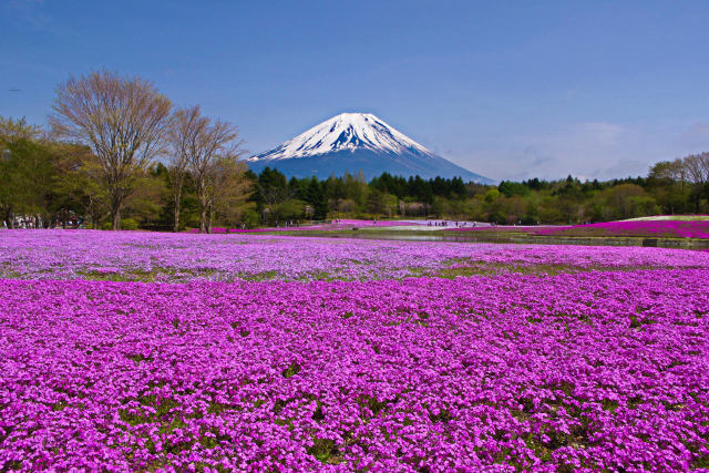 富士山と芝桜