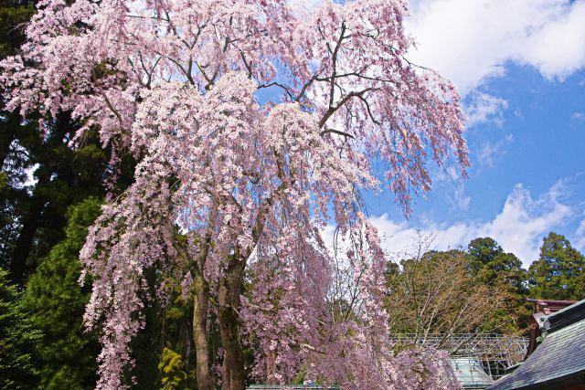 塩竈・志波彦神社のしだれ桜