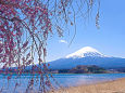 富士山としだれ桜