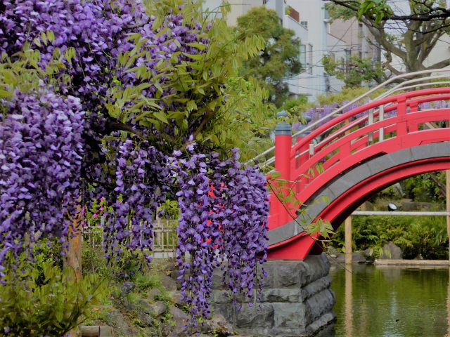 太鼓橋と藤の花