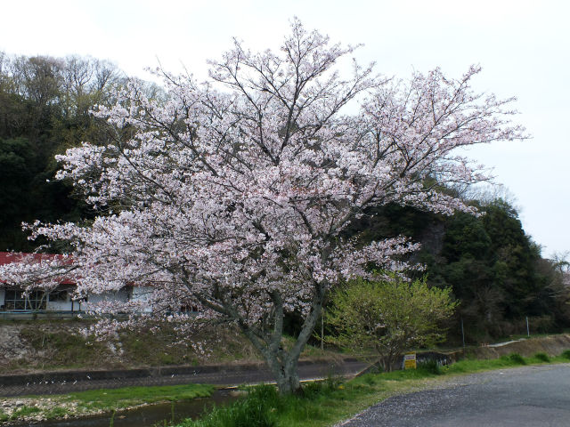 河川敷の桜