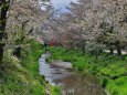 忍野の桜