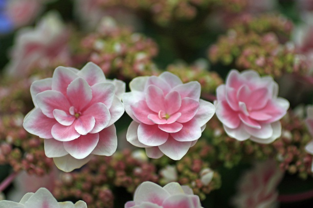 紫陽花(花の都公園)