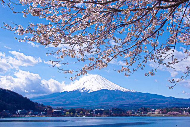 河口湖畔から富士山と桜