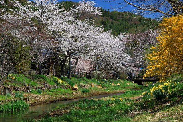 忍野の桜