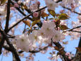 通り抜けの桜・手弱女