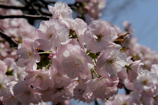 通り抜けの桜・朱雀