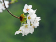 今が満開-山村の桜